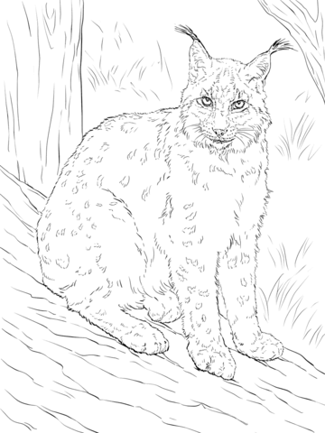 Eurasian Lynx Coloring Page